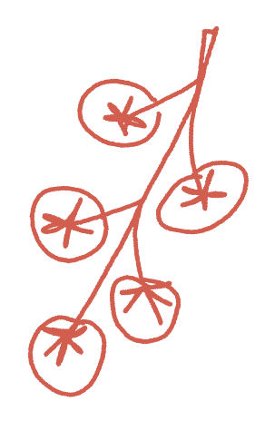 Simple line drawing of a branch with five round fruit, each marked with star-shaped lines inside, resembling tomatoes on a vine.